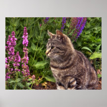 Tabby cat poster