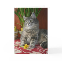 Tabby & Daffodils Notecard
