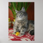 Tabby & Daffodils Poster