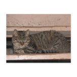 Tabby is dozing postcards