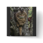 TABBY KITTEN Button Pin Collection