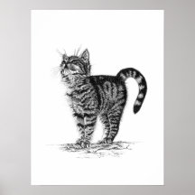 Tabby Kitten Poster