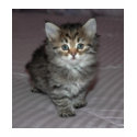 Tabby Kitten Shirt