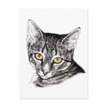 Tabby Kitten Sketch