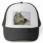 Tabby, long-hair hats