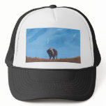 Tacincala - {Young Bull} hats
