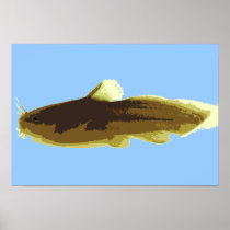 Tadpole Madtom Catfish