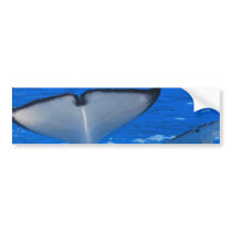 Tail of a Whale Bumper Sticker