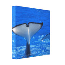 Tail of a Whale  Canvas Print