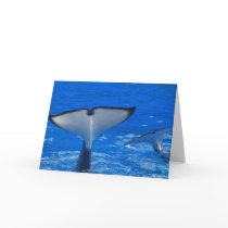 Tail of a Whale Greeting Card