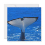 Tail of a Whale  Invitations