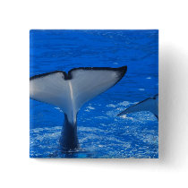 Tail of a Whale Pin