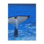 Tail of a Whale Postcard