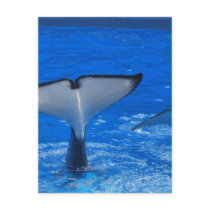 Tail of a Whale Postcard