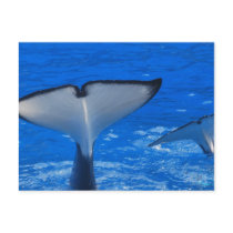 Tail of a Whale Postcard