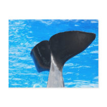 Tail of a Whale Postcards