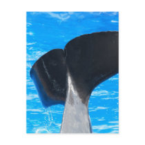 Tail of a Whale Postcards