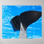 Tail of a Whale Poster