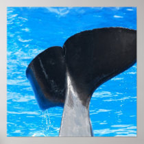 Tail of a Whale Poster