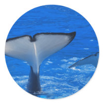 Tail of a Whale Sticker