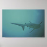 tailfin print