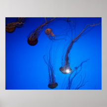 Tailing Vish Print