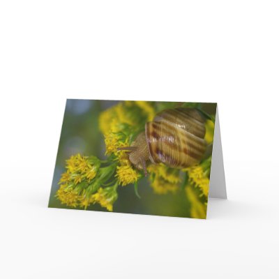 Take it easy (Snail on Yellow flowers macro) Card