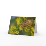 Take it easy (Snail on Yellow flowers macro) cards