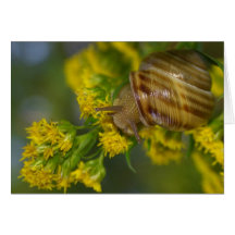 Take it easy (Snail on Yellow flowers macro) Greeting Card