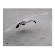 Take Off Post Cards