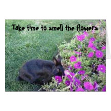 Take time to smell the flowers Cards