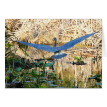 Taking-off Into Flight Greeting Card