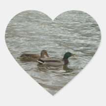 Talker duck Sticker