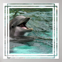Talking Dolphin Poster
