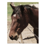 Talking Horse Post Cards