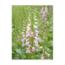 Tall Foxglove - Excelsior Hybrids Postcards