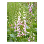 Tall Foxglove - Excelsior Hybrids Postcards