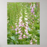 Tall Foxglove - Excelsior Hybrids Poster