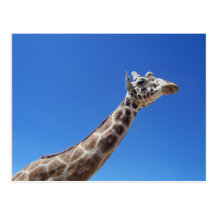 Tall Gentle Giant Postcard