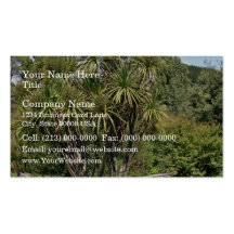 Tall green cabbage tree against the blue sky business card templates