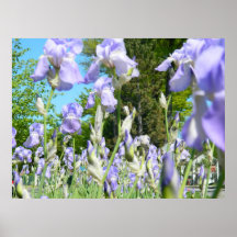 Tall Lavender Freesia Posters