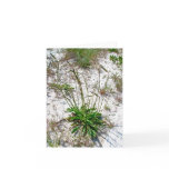 Tall Plantain on Dune IBSP Note Card