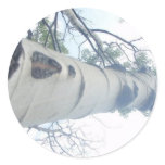Tall Tree stickers