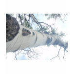 Tall Tree t-shirts