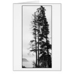 Tall Trees and Mist cards