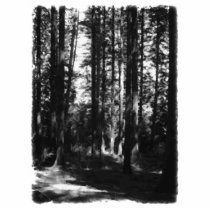 Tall Trees in Black and White. Photo Sculpture
