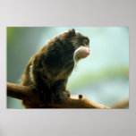 Tamarin Monkey Framed Print