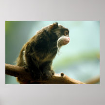 Tamarin Monkey Posters