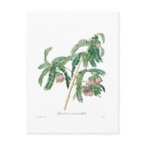 Tamarind Flower Post Cards