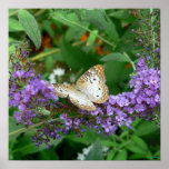 Tan and White Butterfly posters